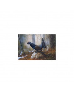T-shirt gallo cedrone by R.... 2