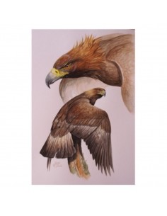 T-shirt aquila by R.... 2