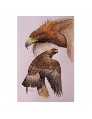 T-shirt aquila by R. BIANCHI - UDB