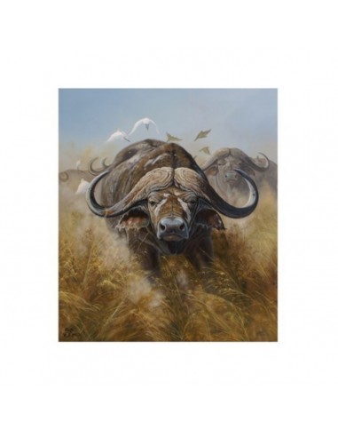T-shirt bufalo cafro by R. BIANCHI - UDB