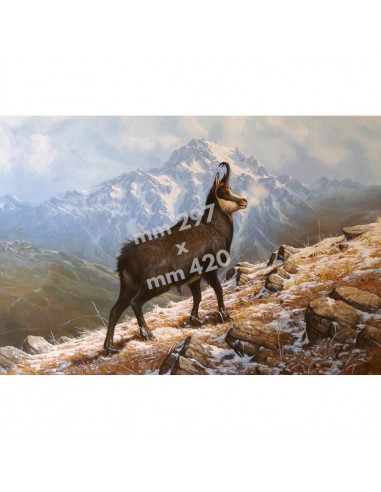 Stampa Camoscio da quadro di R....
