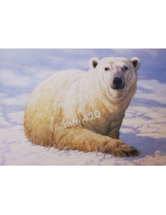 Stampa Orso Polare da...