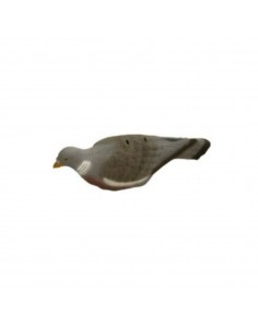 Pigeon coquille 7732 - SAG...