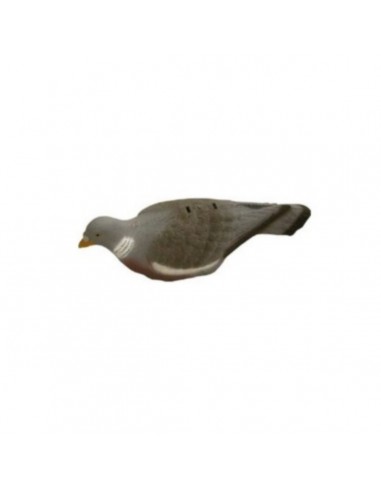 Shell Pigeon 7732 - SAG NATURE