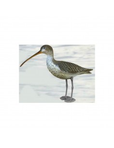 Leggy Curlew 28-00 - SPORT...