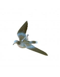 Tortora Europea In Volo Con...