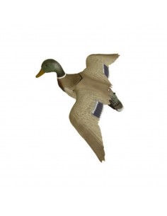 Canard colvert mâle posant...