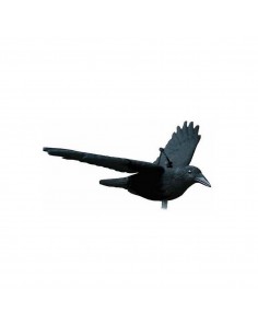 Crow In Flight - SAG NATURE
