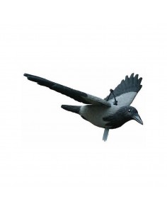 Corbeau en vol - SAG NATURE