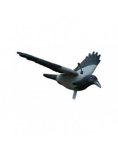 Cornacchia In Volo - SAG NATURE