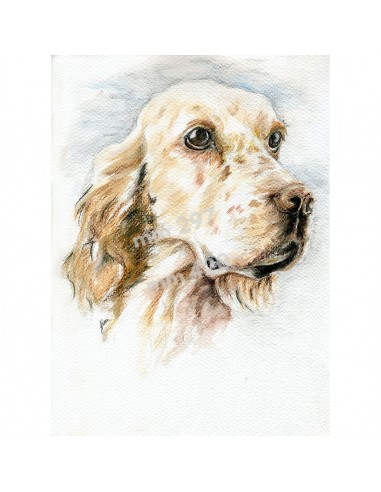 Stampa TESTA DI SETTER INGLESE BIANCO...