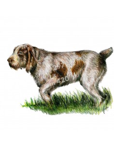Stampa SPINONE IN FERMA - UDB