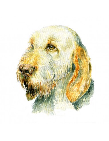 Stampa TESTA DI SPINONE BIANCO...