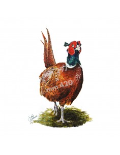 Stampa FAGIANO - UDB