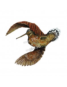 Stampa BECCACCIA IN VOLO - UDB