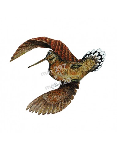 Stampa BECCACCIA IN VOLO - UDB