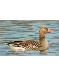 Greylag Goose Call - HB CALLS 2