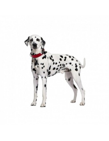 Camara eyenimal para perros - NUM'AXES