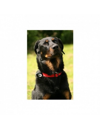 Camara eyenimal para perros - NUM'AXES