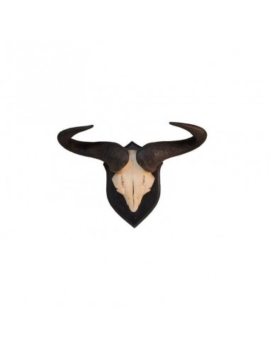 Trofeo di Blue Wildebeest Gnu - UDB