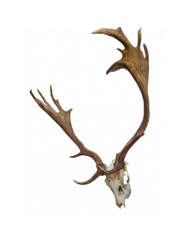 Trofeo di daino 6,5 kg - UDB
