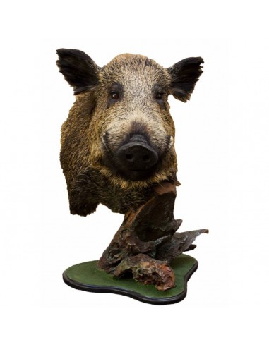 Trofeo di cinghiale tassidermizzato...