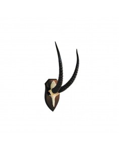 Trofeo di Roan Antelope - UDB