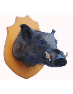 Grande trofeo di cinghiale...