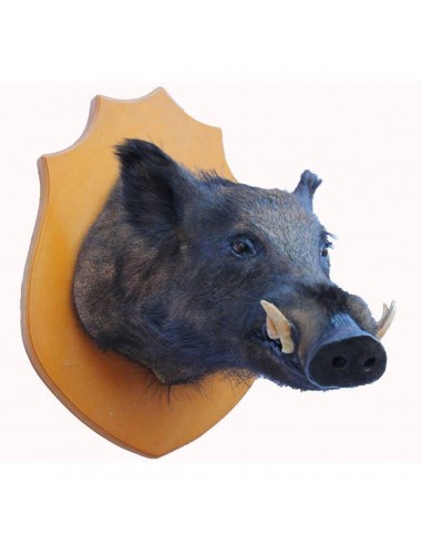 Grande trofeo di cinghiale...