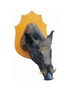Grande trofeo di cinghiale... 2