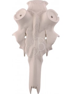 Fake Deer Skull - With 50mm...
