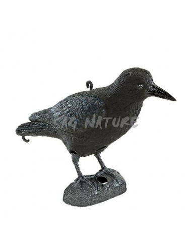 Corvo Nero - SAG NATURE