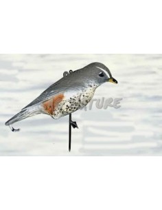 Redwing Thrush 51-00 -...