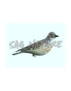 Lark 47-00 - Cf 6 Pcs -...