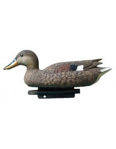 Female Gadwall 34 Cm Std81...