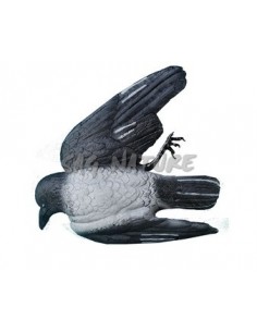 Dead Crow - SPORT PLAST