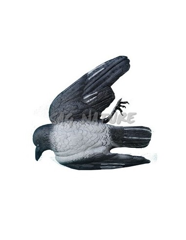 Dead Crow - SPORT PLAST