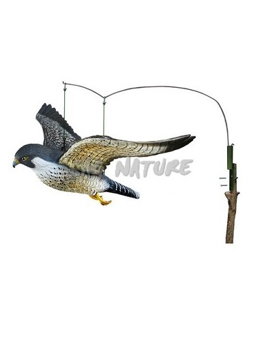 Peregrine Falcon In Flight With...