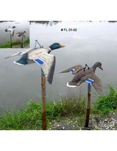 Female Mallard In Flight...