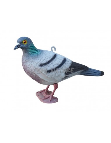 Colombo Comune Con Gambe Testa Dritta...