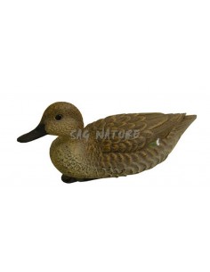 Female Teal 7355 - SAG NATURE