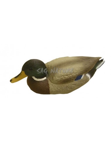 Male Mallard 7316 - SAG NATURE
