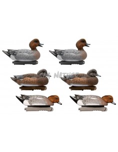 Male and Female Wigeon Set...