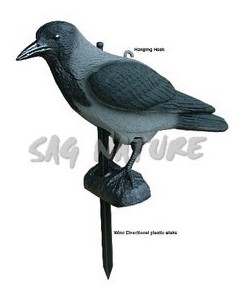 Cornacchia (gambe - Asta) -...