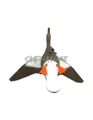 Oca Lombardella In Volo - SPORT PLAST