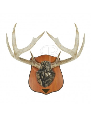 Heirloom Trophy Holder - ALLEN