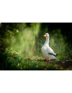 Sagoma 3d Anatra In Piedi -... 2