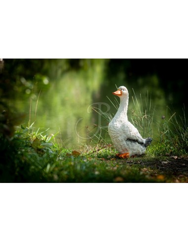 3d Silhouette Duck Standing - C.POINT