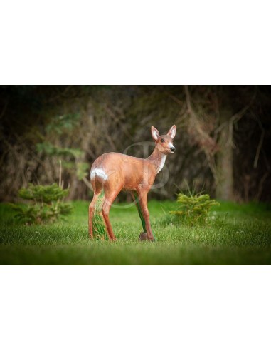 Sagoma 3d Capriolo - C.POINT