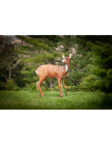 Sagoma 3d Capriolo - C.POINT